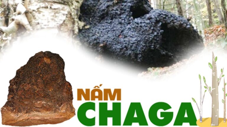 Nấm Chaga