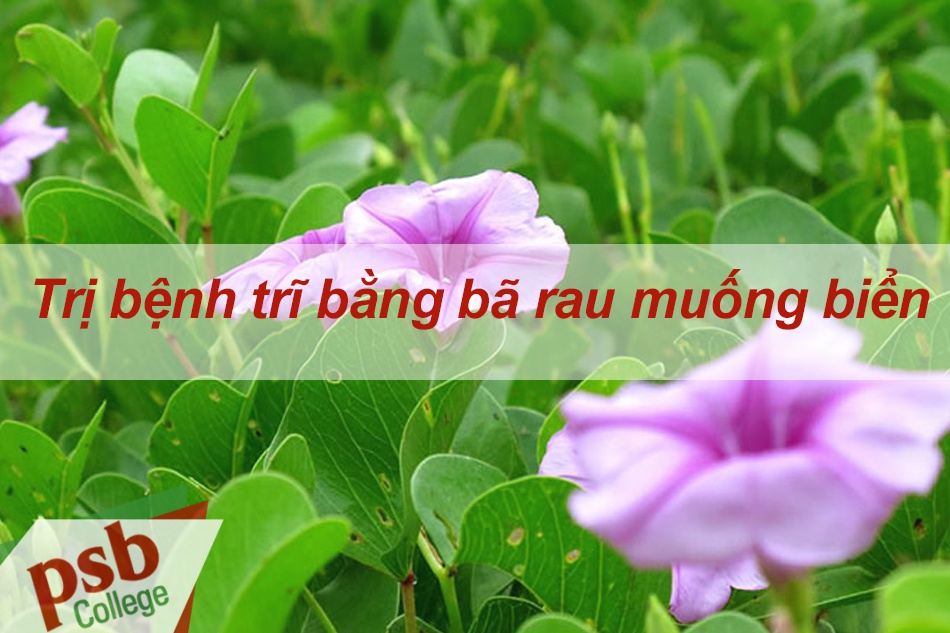 Trị bệnh trĩ bằng bã rau muống biển