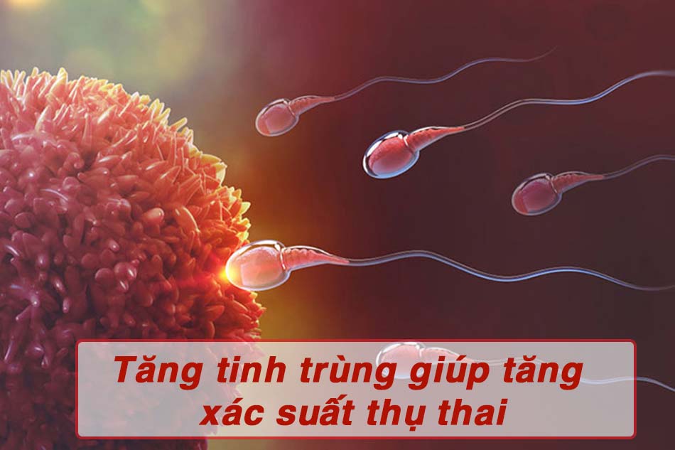 Tăng tinh trùng giúp tăng xác suất thụ thai