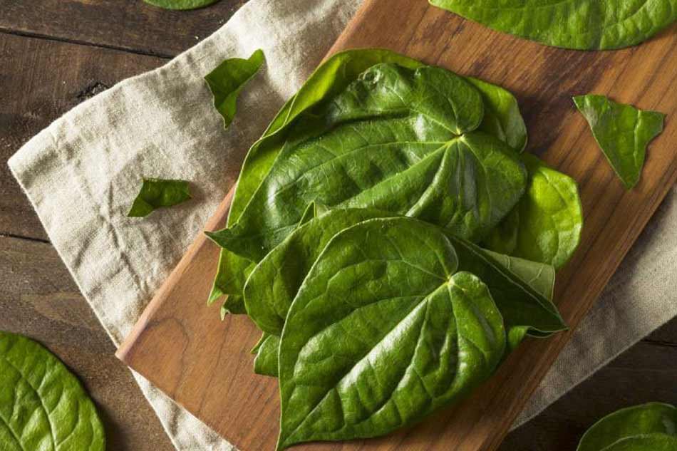 Dùng lá trầu không cầm máu trĩ