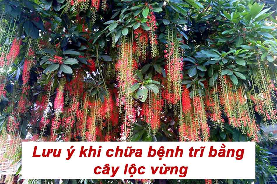 Lưu ý khi sử dụng cây lộc vừng chữa bệnh trĩ