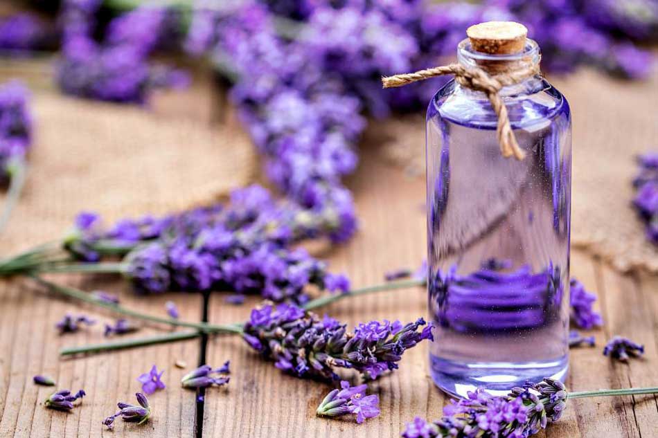 Chữa nứt kẽ hậu môn bằng tinh dầu oải hương