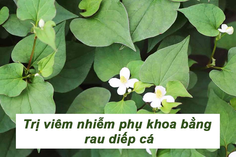 Trị viêm nhiễm phụ khoa bằng rau diếp cá