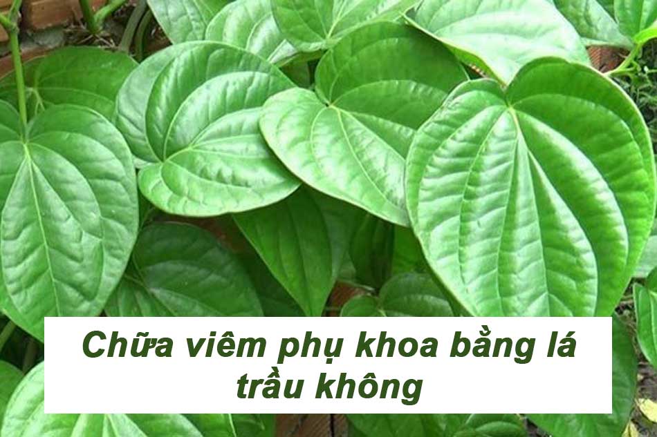 Chữa viêm phụ khoa bằng lá trầu không