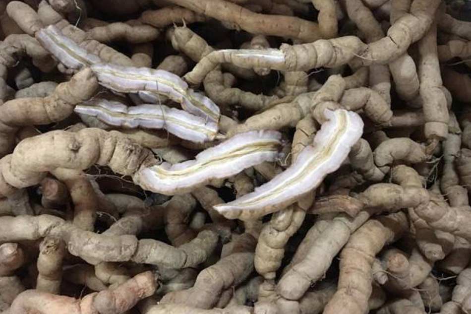 Ba kích chữa yếu sinh lý phái mạnh