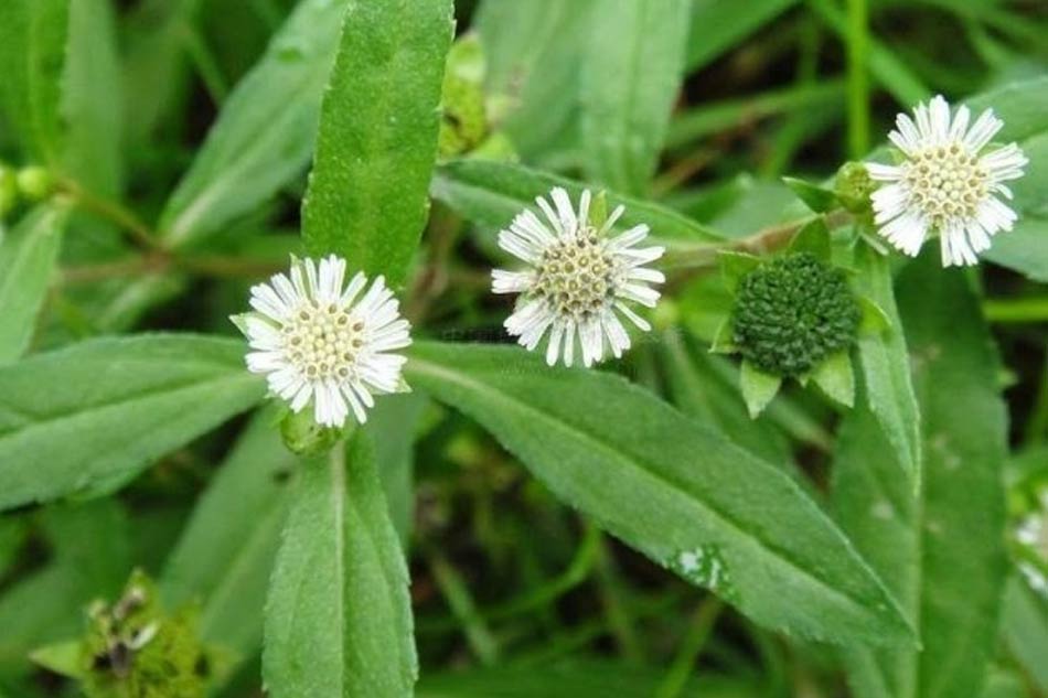 Hình ảnh cây cỏ mực