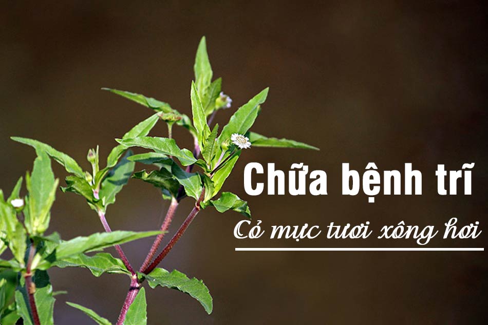 Cỏ mực tươi xông hơi hậu môn chữa bệnh trĩ