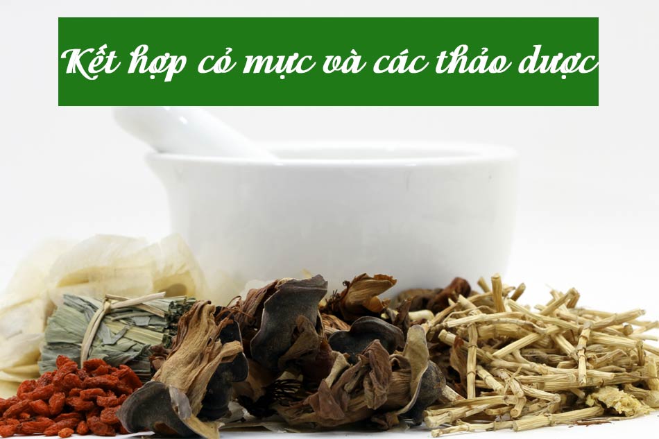 Kết hợp cỏ mực và các thảo dược khác chữa bệnh trĩ