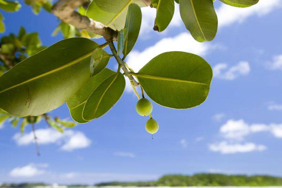 Hình ảnh cây mù u