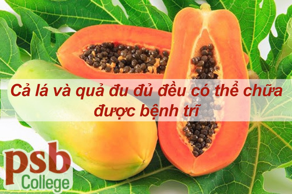 Lá và quả đu đủ đều chữa được bệnh trĩ