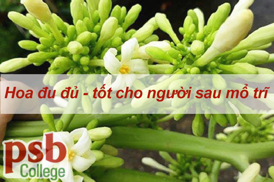 Hoa đu đủ tốt cho người sau mổ trĩ