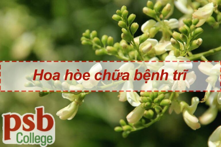 Hoa hòe chữa bệnh trĩ