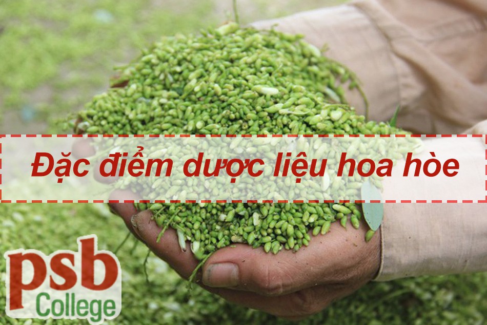 Đặc điểm dược liệu của Hoa hòe