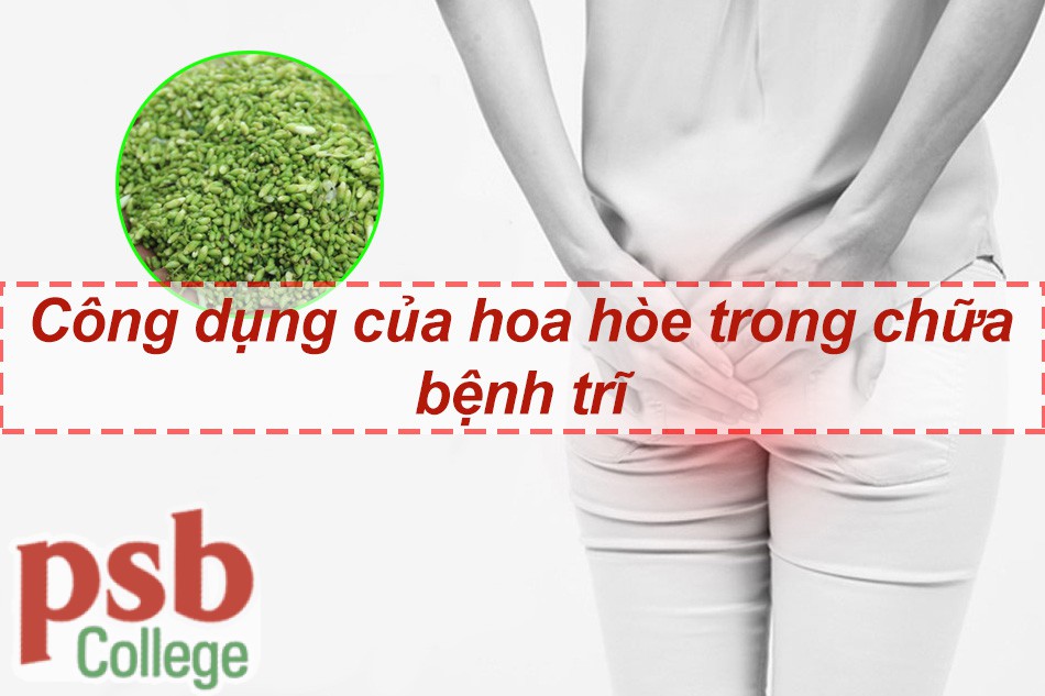 Công dụng của hoa hòe trong chữa bệnh trĩ