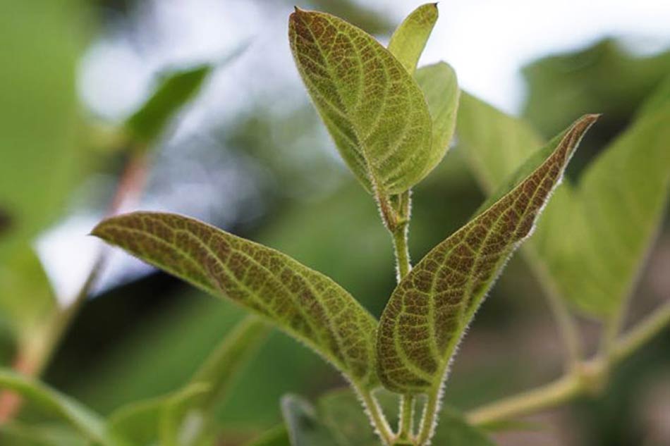 Đặc điểm và tác dụng của lá mơ