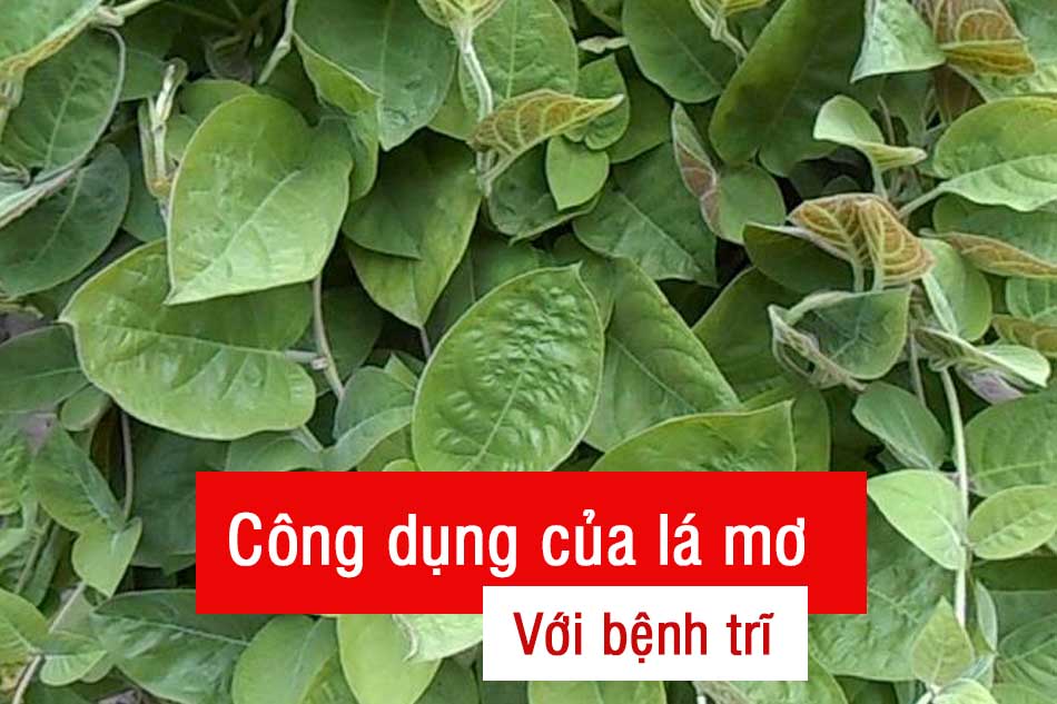 Công dụng của lá mơ với bệnh trĩ
