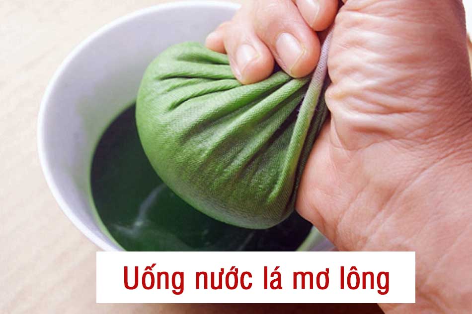 Uống nước lá mơ lông