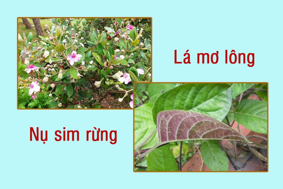 Dùng lá mơ lông kết hợp nụ sim rừng