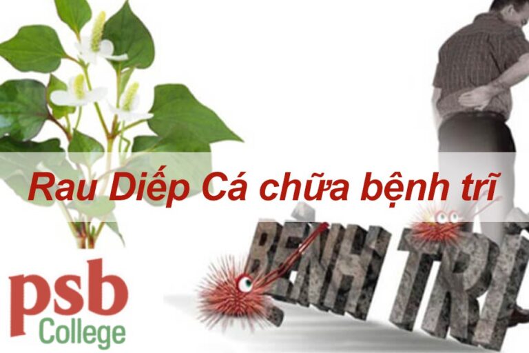 Rau diếp cá chữa bệnh trĩ