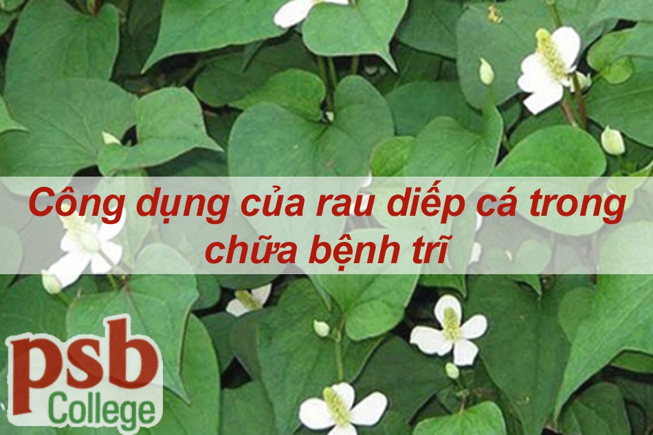 Công dụng của rau diếp cá trong chữa bệnh trĩ   