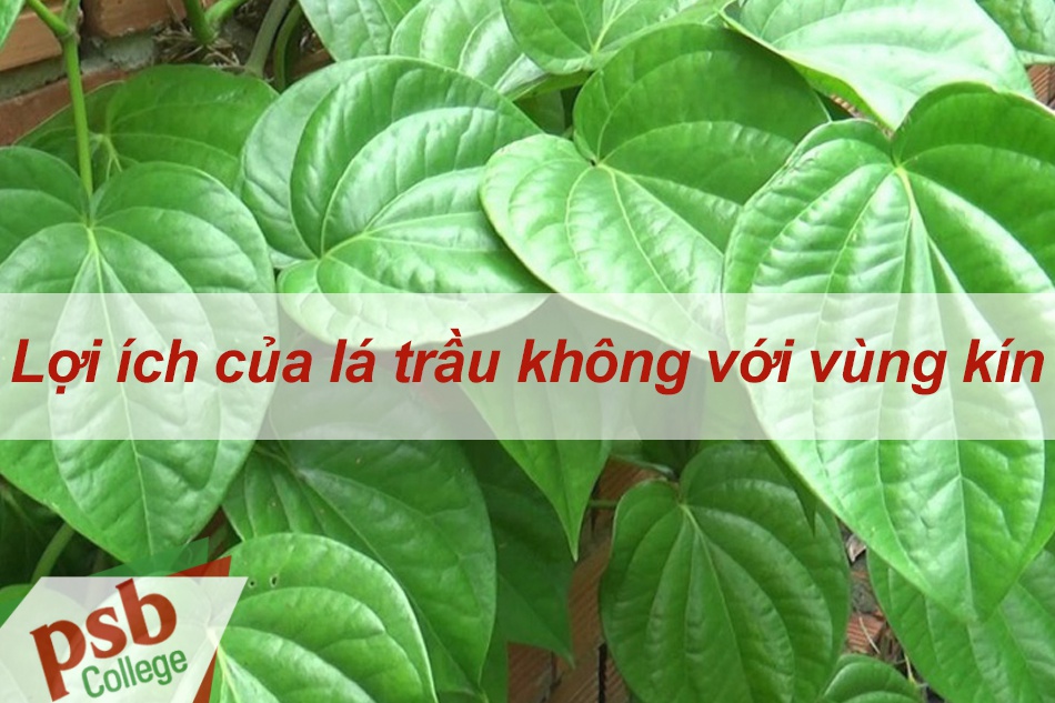 Lợi ích của lá trầu không đối với vùng kín