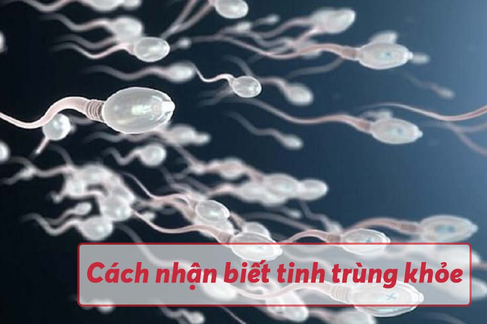 Cách nhận biết tinh trùng khỏe
