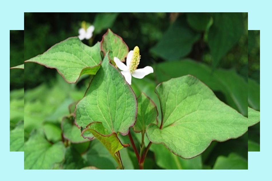 Chữa lòi dom ở phụ nữ sau sinh bằng rau diếp cá