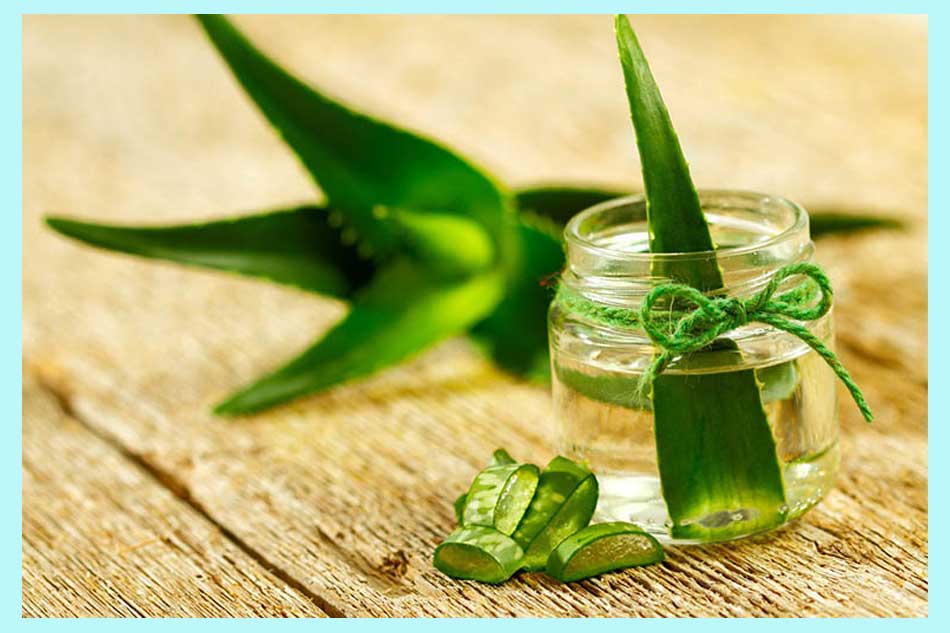 Chữa lòi dom bằng cây nha đam