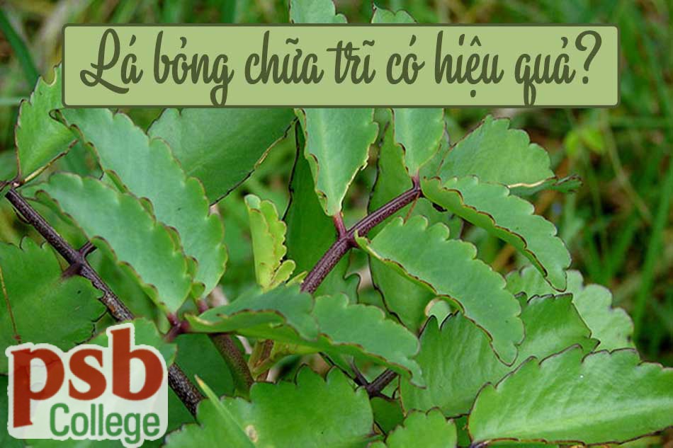 Hình ảnh cây lá bỏng giúp giảm các triệu chứng đau rát, khó chịu gây ra bởi bệnh trĩ