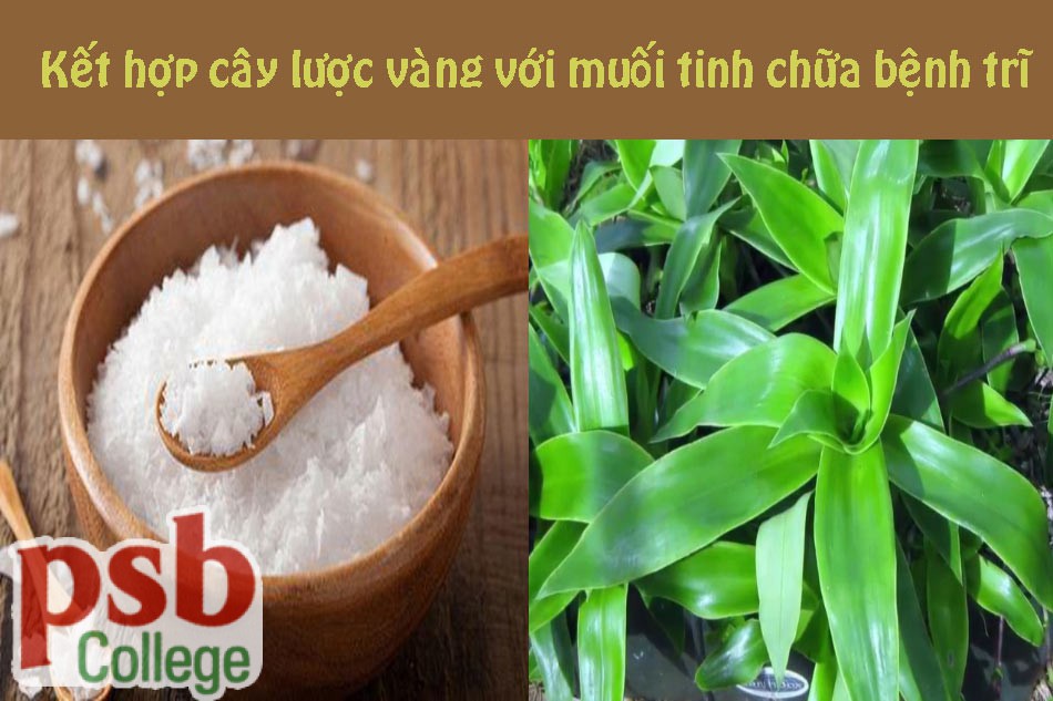 Ăn sống cây lược vàng cùng muối chữa bệnh trĩ