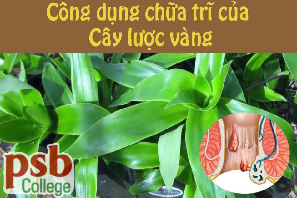 Công dụng chữa trĩ của cây lược vàng