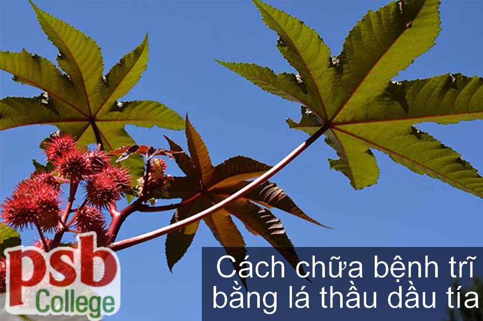 Hình ảnh cây thầu dầu tía chữa bệnh trĩ