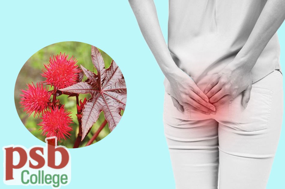 Hình ảnh cây thầy dầu tía chữa bệnh trĩ