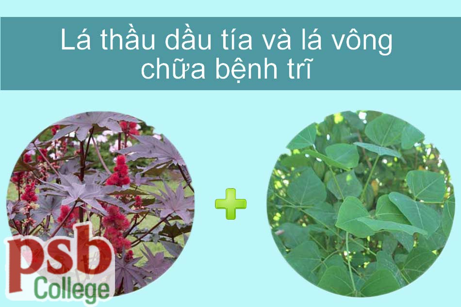 Hình ảnh cây thầy dầu tía chữa bệnh trĩ