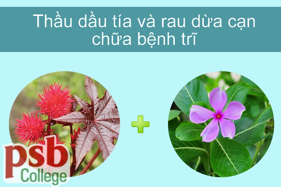 Hình ảnh cây thầy dầu tía chữa bệnh trĩ