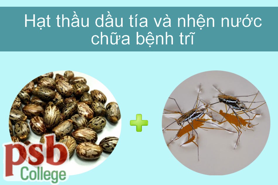 Hình ảnh cây thầy dầu tía chữa bệnh trĩ