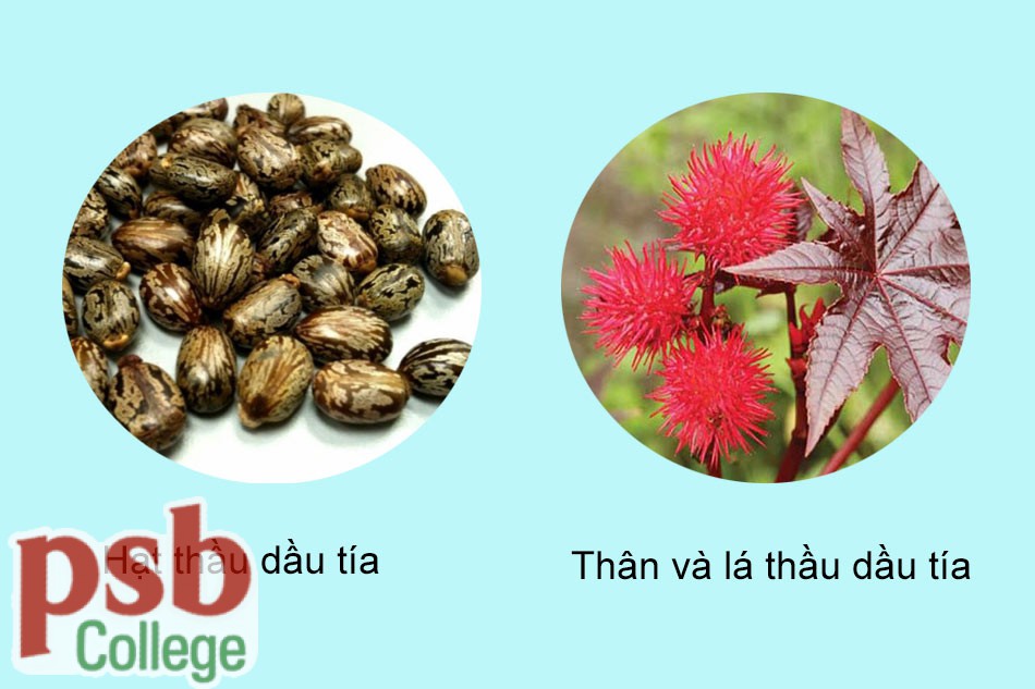 Hình ảnh cây thầu dầu tía chữa bệnh trĩ