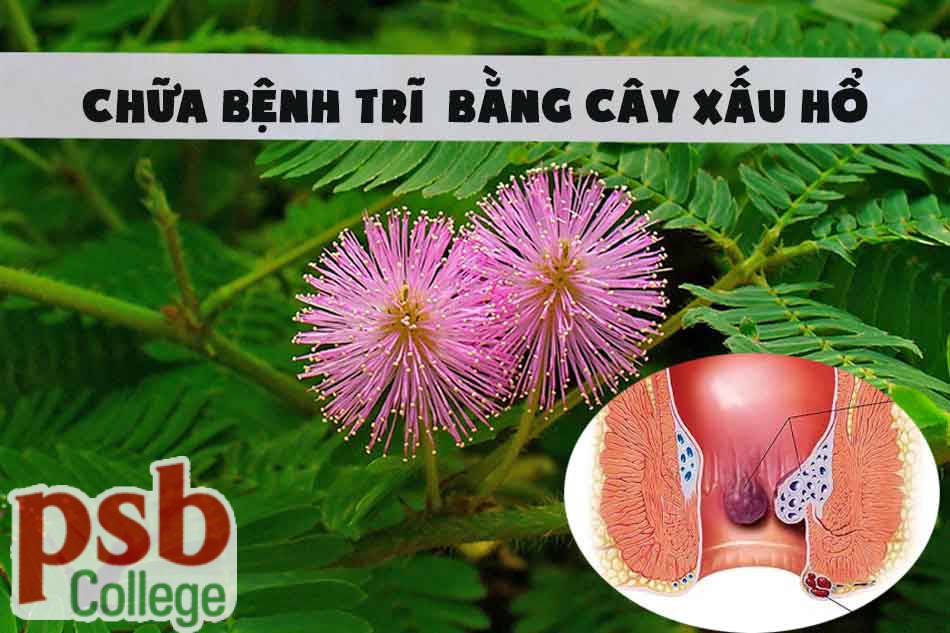 Cây xấu hổ chữa bệnh trĩ