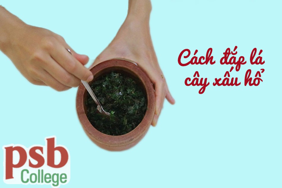 Trị trĩ ngoại bằng cách đắp lá cây xấu hổ