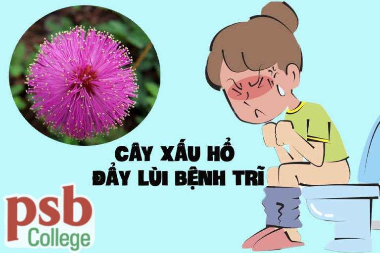 Cây xấu hổ chữa bệnh trĩ