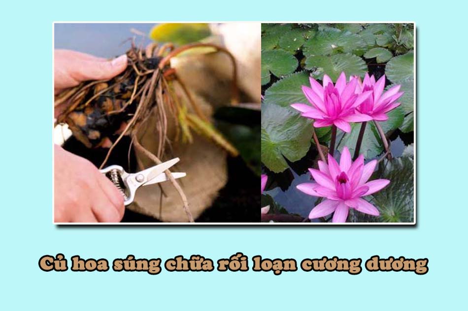 Chữa rối loạn cương dương bằng củ hoa súng