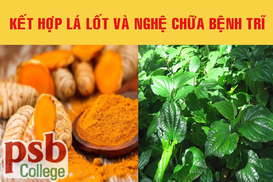 Chữa bệnh trĩ bằng lá lốt và nghệ
