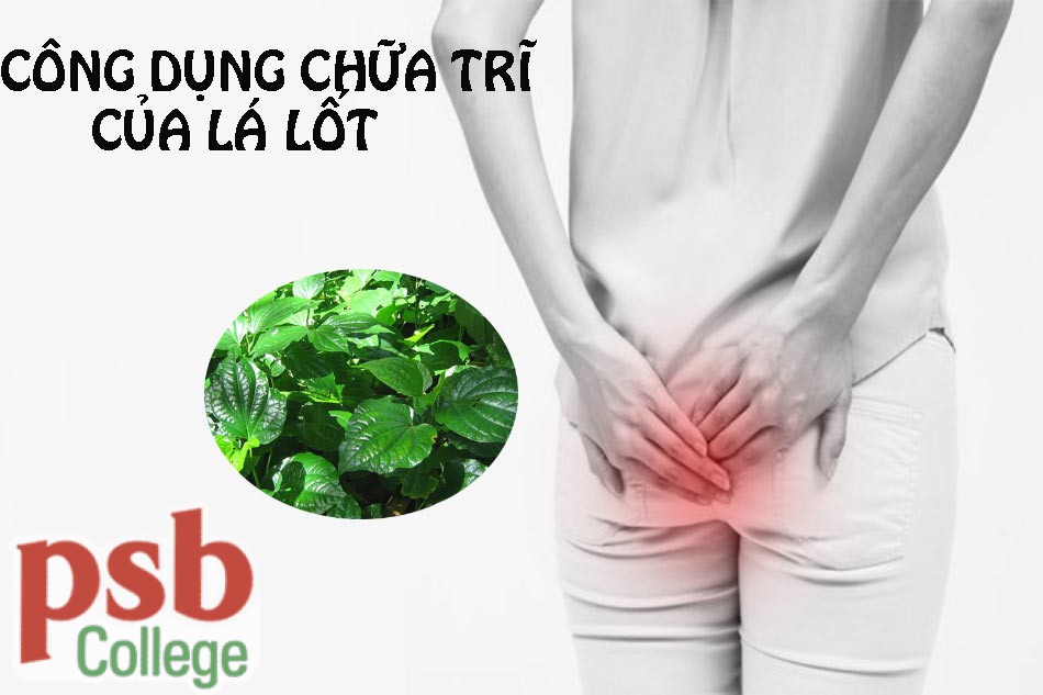 Công dụng chữa trĩ của lá lốt