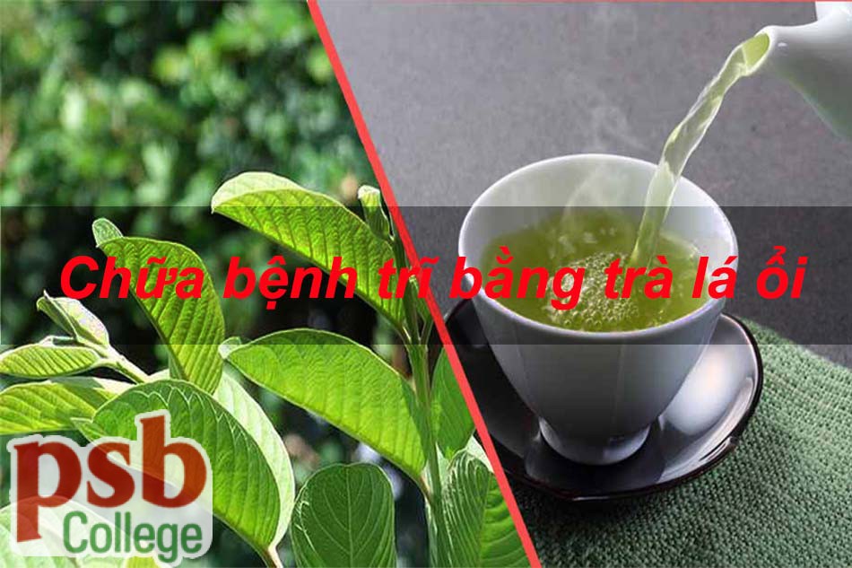 Trà lá ổi chữa bệnh trĩ