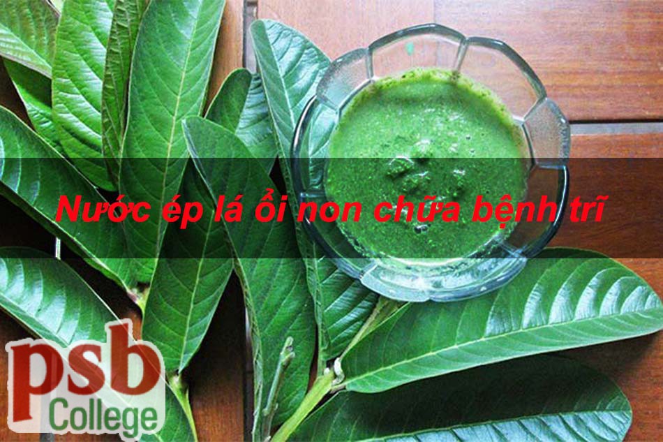 Chữa bệnh trĩ bằng nước ép lá ổi non