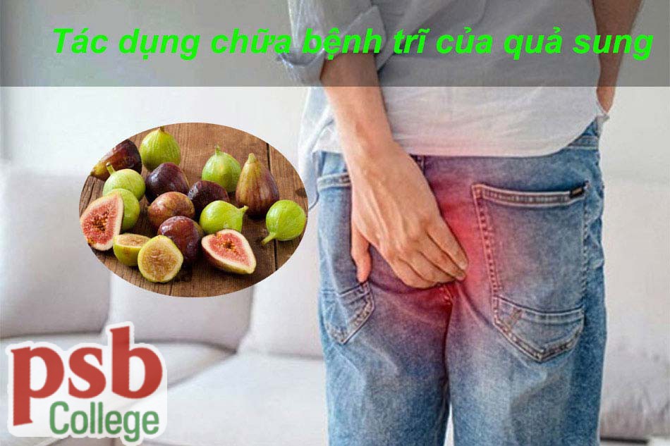 Tác dụng chữa bệnh trĩ của quả sung