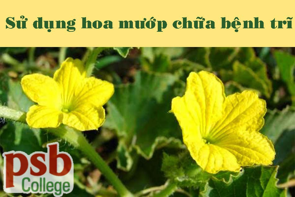 Chữa bệnh trĩ bằng hoa mướp