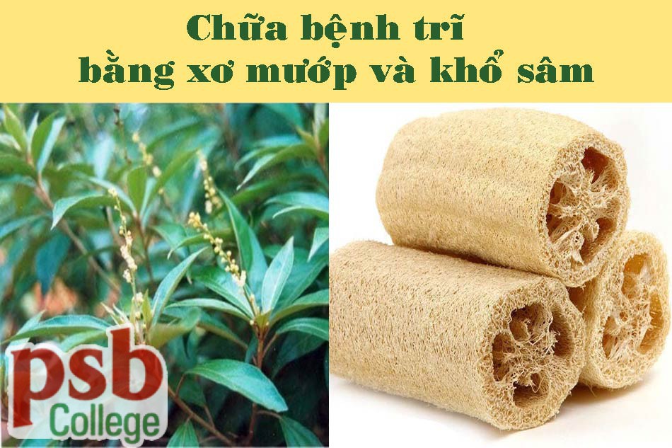 Chữa bệnh trĩ bằng xơ mướp và khổ sâm