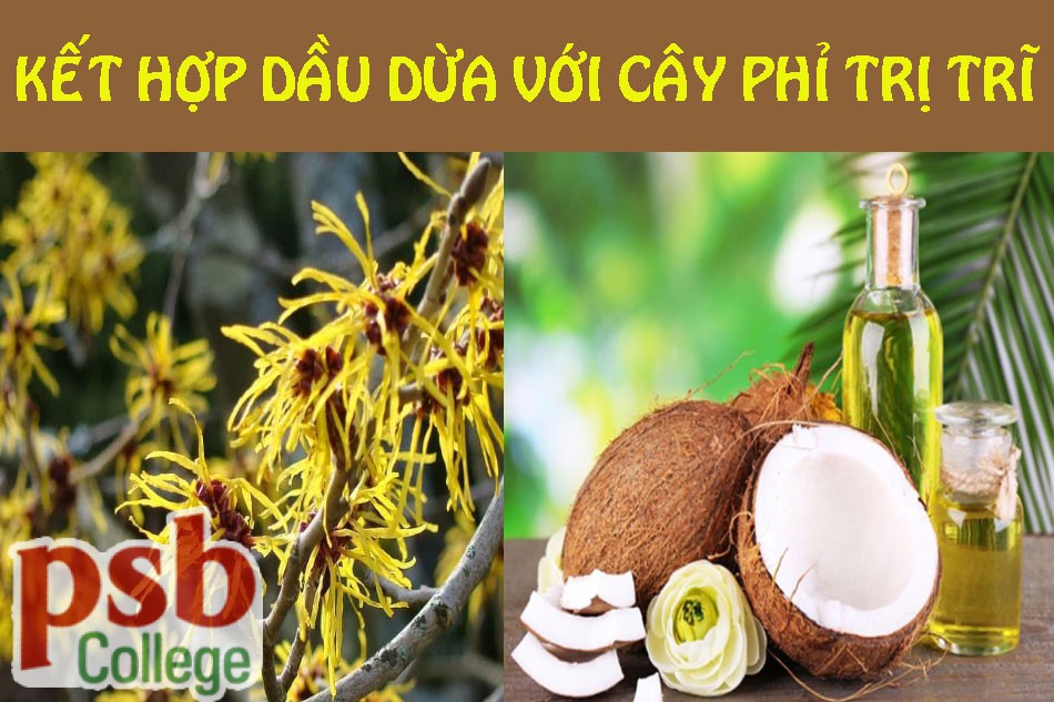Kết hợp dầu dừa và cây phỉ chữa bệnh trĩ