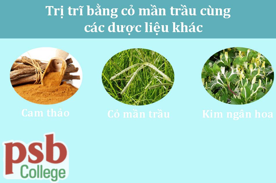 Cỏ mần trầu kết hợp dược liệu khác chữa bệnh trĩ